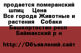 продается померанский шпиц  › Цена ­ 35 000 - Все города Животные и растения » Собаки   . Башкортостан респ.,Баймакский р-н